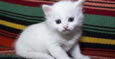 Turkish Angora - A-Z Animals