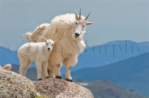 Mountain Goats Mom Kid – Tom Murphy Photography