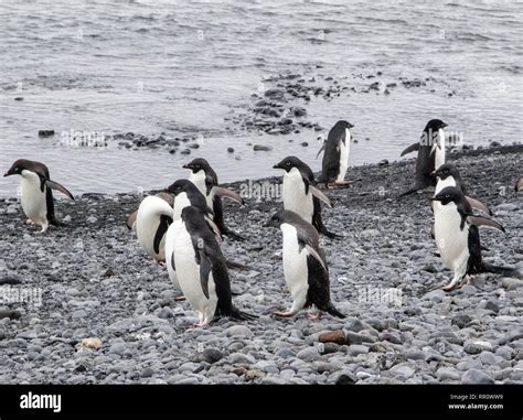 Adelie Penguins on breeding beach, Brown Bluff, Antarctica 11 January 2019 Stock Photo - Alamy