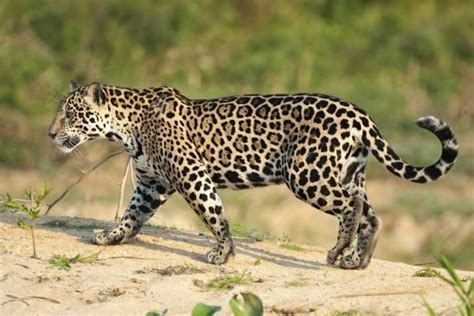 ¿Por qué está el jaguar en peligro de extinción? | Animal jaguar, Animais da floresta tropical ...