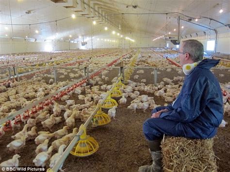 Documentary Gives An Inside Look Into KFC's Chicken Farms (Photos ...