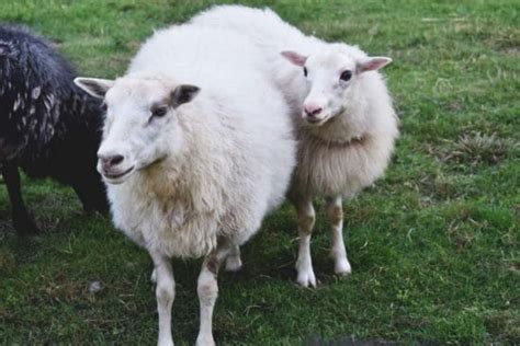 Why the Icelandic Sheep is Perfect for Homestead and Small Farms