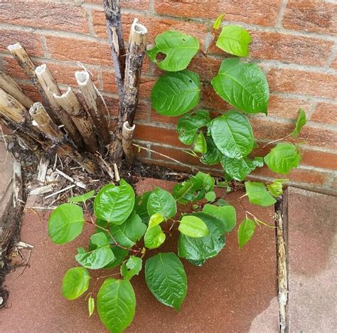 Japanese Knotweed in West Sussex - Eradication