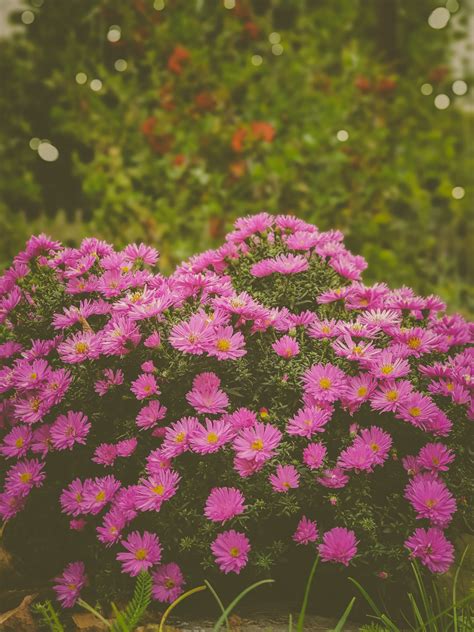 Pink Chrysanthemum Free Stock Photo - Public Domain Pictures