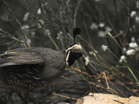 Black And White Quail Free Stock Photo - Public Domain Pictures