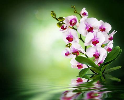 Orchid Wallpapers - Top Free Orchid Backgrounds - WallpaperAccess