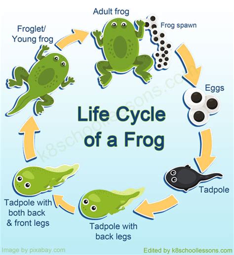 Life Cycle of a Frog | Frog Life Cycle Stages | k8schoollessons.com