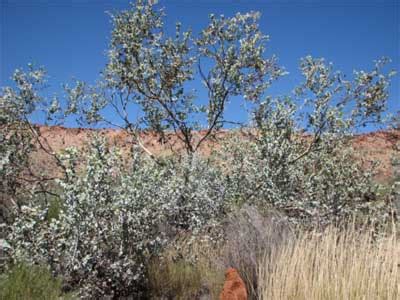 Blue mallee - Alice Springs Desert Park