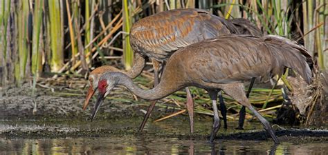 Video: The Great Migration of the Sandhill Crane