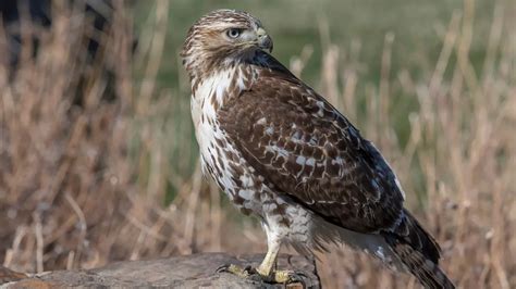 7 Hawk Predators: What Animal Eats a Hawk?