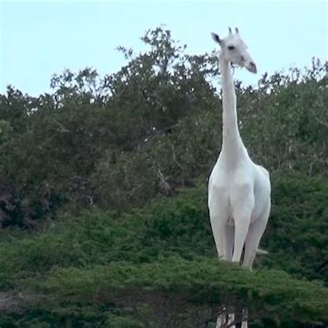 Leucistic Giraffe