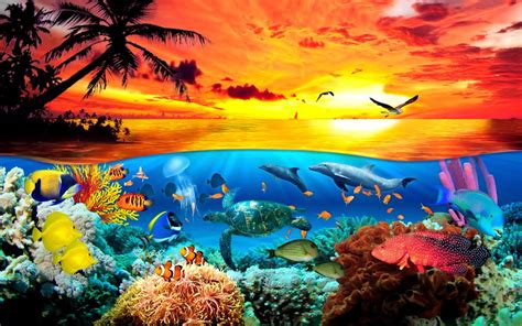 Sea Creatures Wallpapers - Top Free Sea Creatures Backgrounds ...