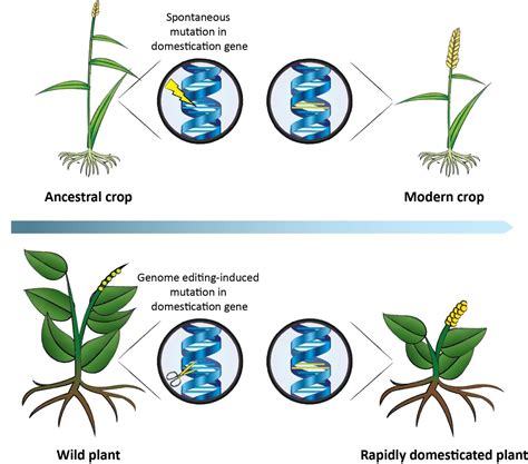 Accelerating the Domestication [IMAGE] | EurekAlert! Science News Releases