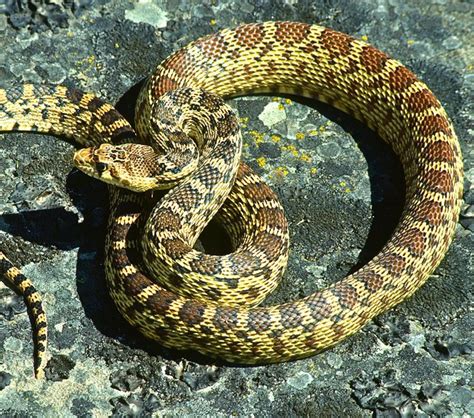 Gopher snake or rattler? — Deschutes Land Trust