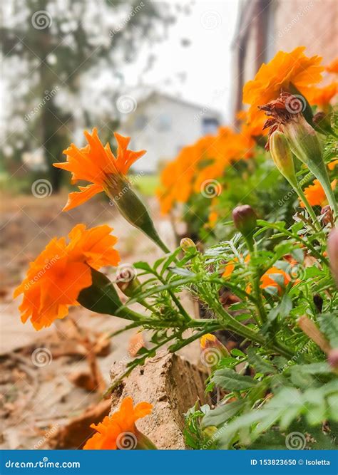 Marigold Flower. Mexican, Aztec or African Marigold Plant Stock Photo - Image of african ...