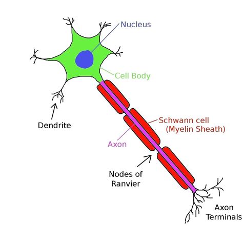 nurvous tissues - Yahoo Search Results Yahoo Image Search Results | Neuron diagram, Nerve cell ...