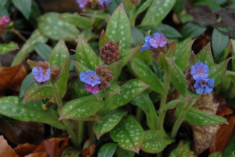 Pulmonaria longifolia - Longkruid | Narrow-leaved lungwort. … | Flickr