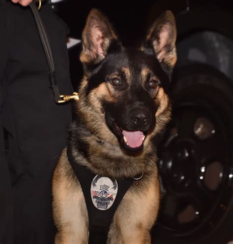 Longtime Westminster police officer, K9 decoy gets new partner — finally - Behind the Badge