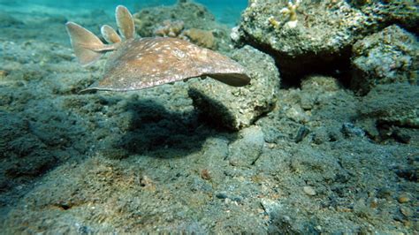 Stingrays Leopard Electric Stingray Stock Photo - Download Image Now ...