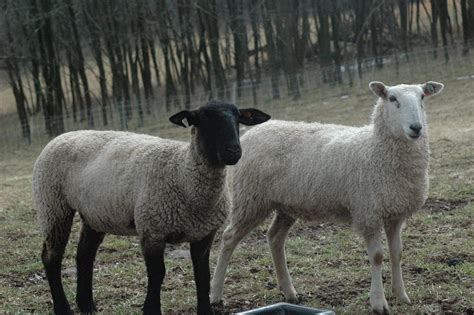 The Hoggets – Sheeps and Peeps Farm