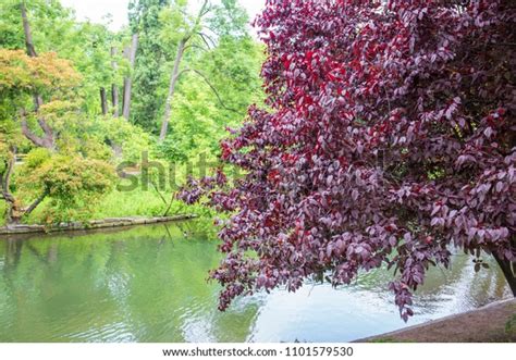 Chokecherry Tree Purple Leaves Stadtpark Vienna Stock Photo (Edit Now ...