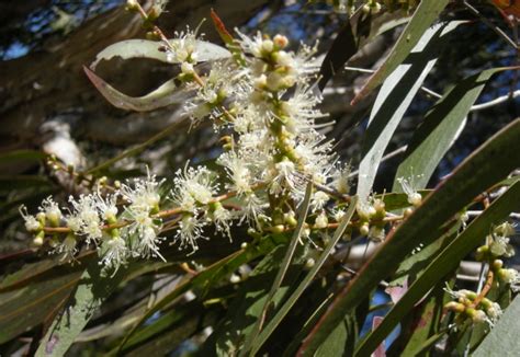 Melaleuca leucadendra Fine Leaf Melaleuca Tree