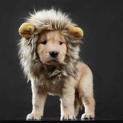 Lion Mane Dog Costume | Best Costumes For Dogs | POPSUGAR Pets Photo 66