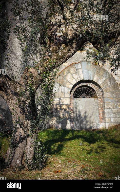 Mediterranean tree olive Stock Photo - Alamy