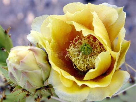 Beavertail Cactus Flower stock image. Image of rose, petals - 527701