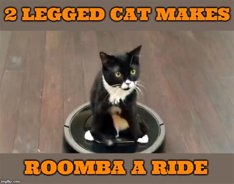 Image tagged in cats,handicap,roomba,rides - Imgflip