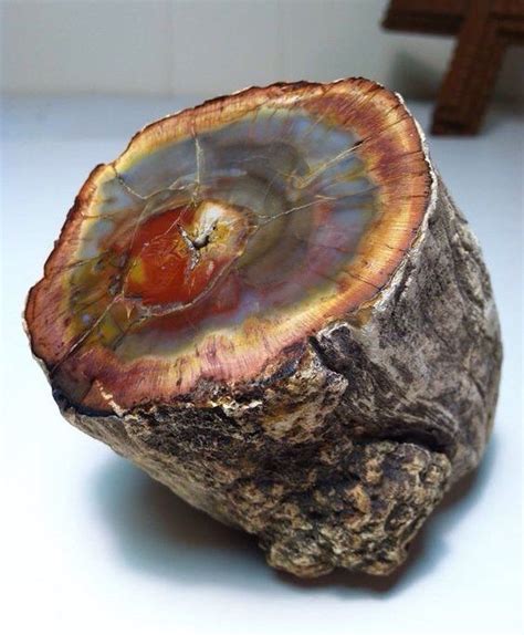 Petrified wood | #Geology #GeologyPage Geology Page www.geologypage.com | Minerals and gemstones ...