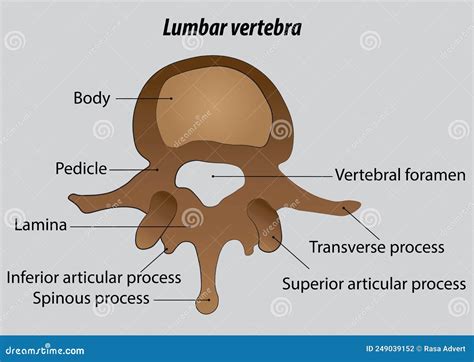 lumbar vertebra labeled drawing s Coloso