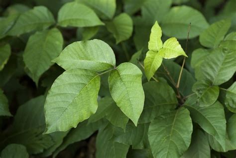 Poison Ivy Allergy: What You Need to Know