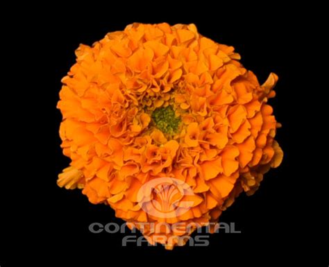 Orange Flowers In Coco | Best Flower Site