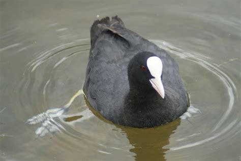 Coot | British Wildlife Wiki | Fandom