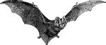 Keyword: "pug nose bat" | ClipArt ETC