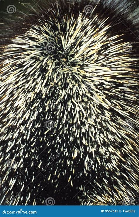 Porcupine Quills stock image. Image of outdoors, nature - 9557643