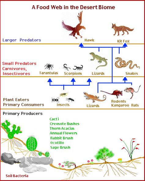 Desert Ecosystem Food Pyramid