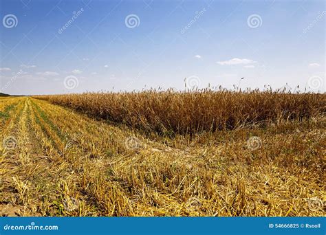 Harvesting stock image. Image of ripe, orange, rural - 54666825