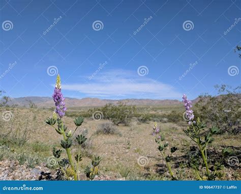 Purple Desert Lupine stock image. Image of desert, lupine - 90647737