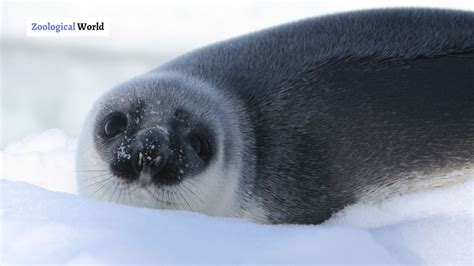 8 Hooded Seal interesting facts - Zoological World