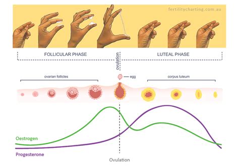 Vaginal Discharge Chart