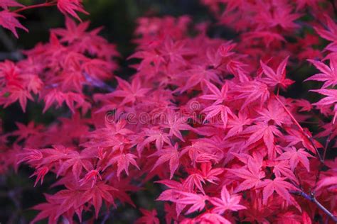 Pink Japanese maple stock image. Image of outdoor, garden - 60105393