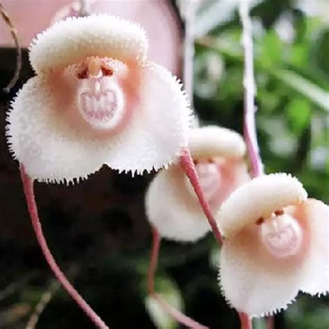 Monkey Orchid