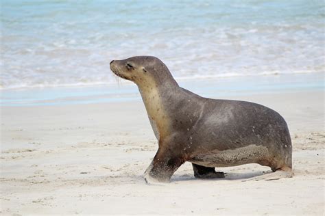 What do Sea Lions Eat? Discover Their Diet (with Photos) - WildlifeTrip