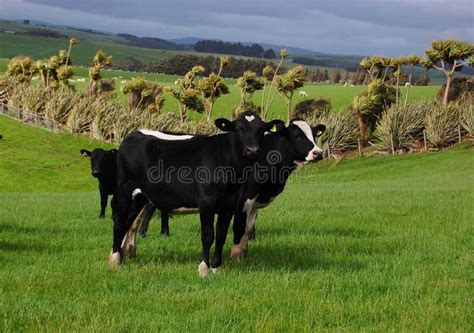 Cows in ranch stock photo. Image of animal, milk, cloudy - 11677794