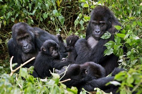 About Lowland Gorilla Trekking in Congo | Lowland Gorilla Tours