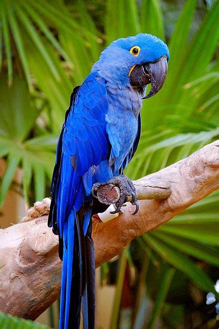 Blue Parrot in Kauai, Hawaii