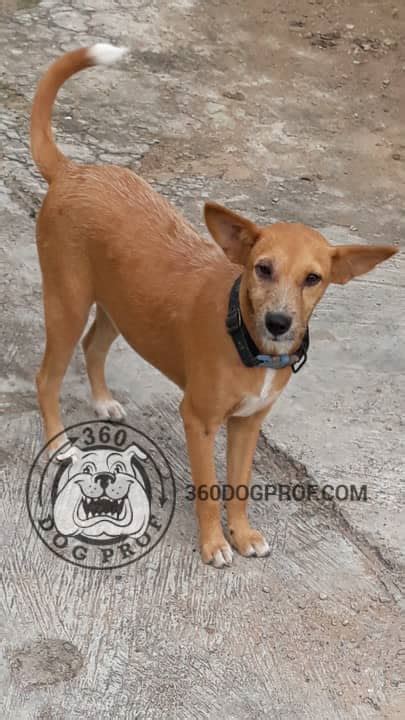 All About The Nigerian Shepherd Dog (Ekuke, Nkita) - Pets - Nigeria