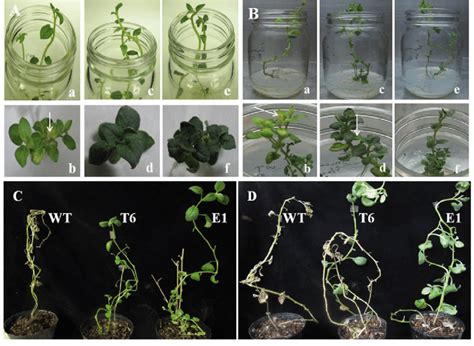 Resistance of Solanum tuberosum lines to (cucumber mosaic virus) CMV... | Download Scientific ...